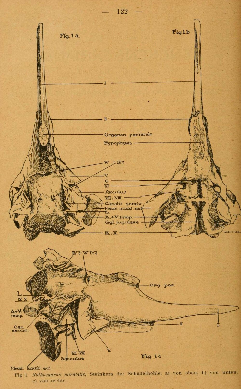 Nothosaur endocast