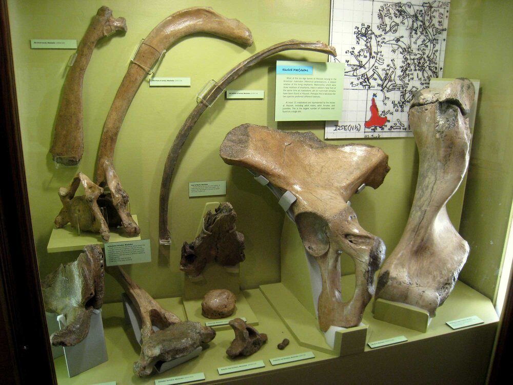 Hiscock Site bones