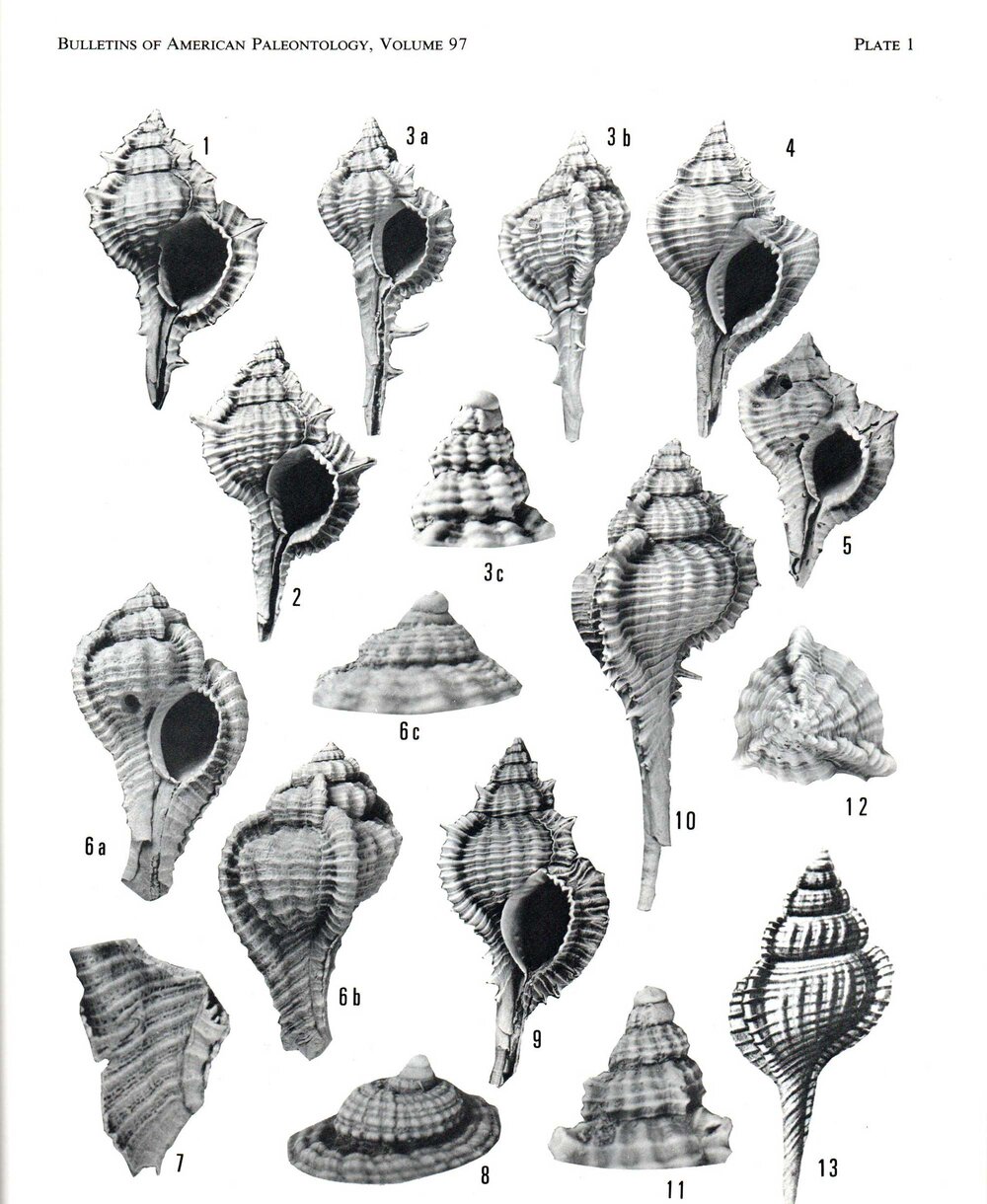 Fossil muricid shells