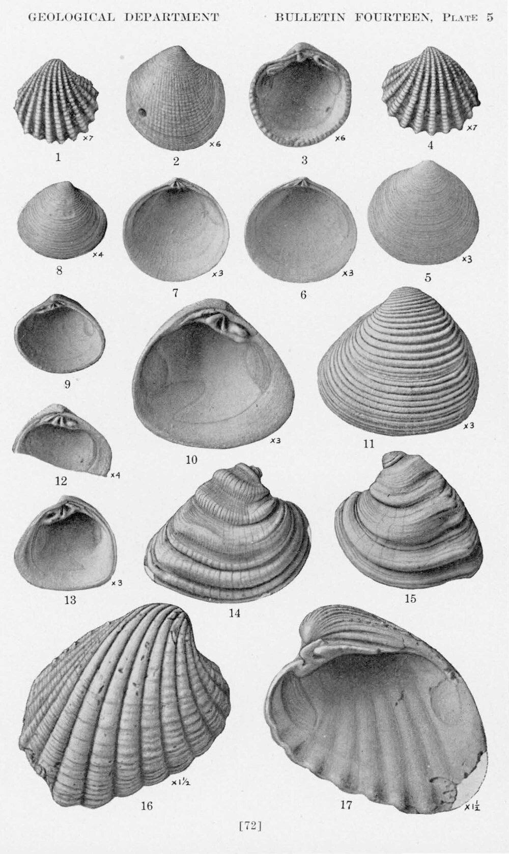 Fossil bivalves, 1936