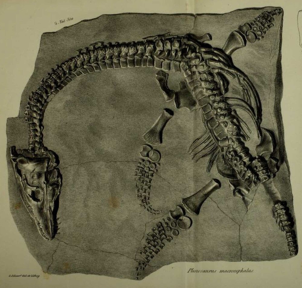 Plesiosaurus macrocephalus