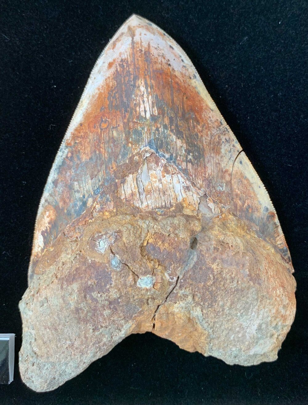 “Megalodon” shark tooth