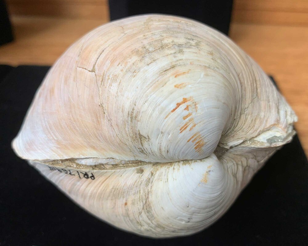 Lucine bivalve