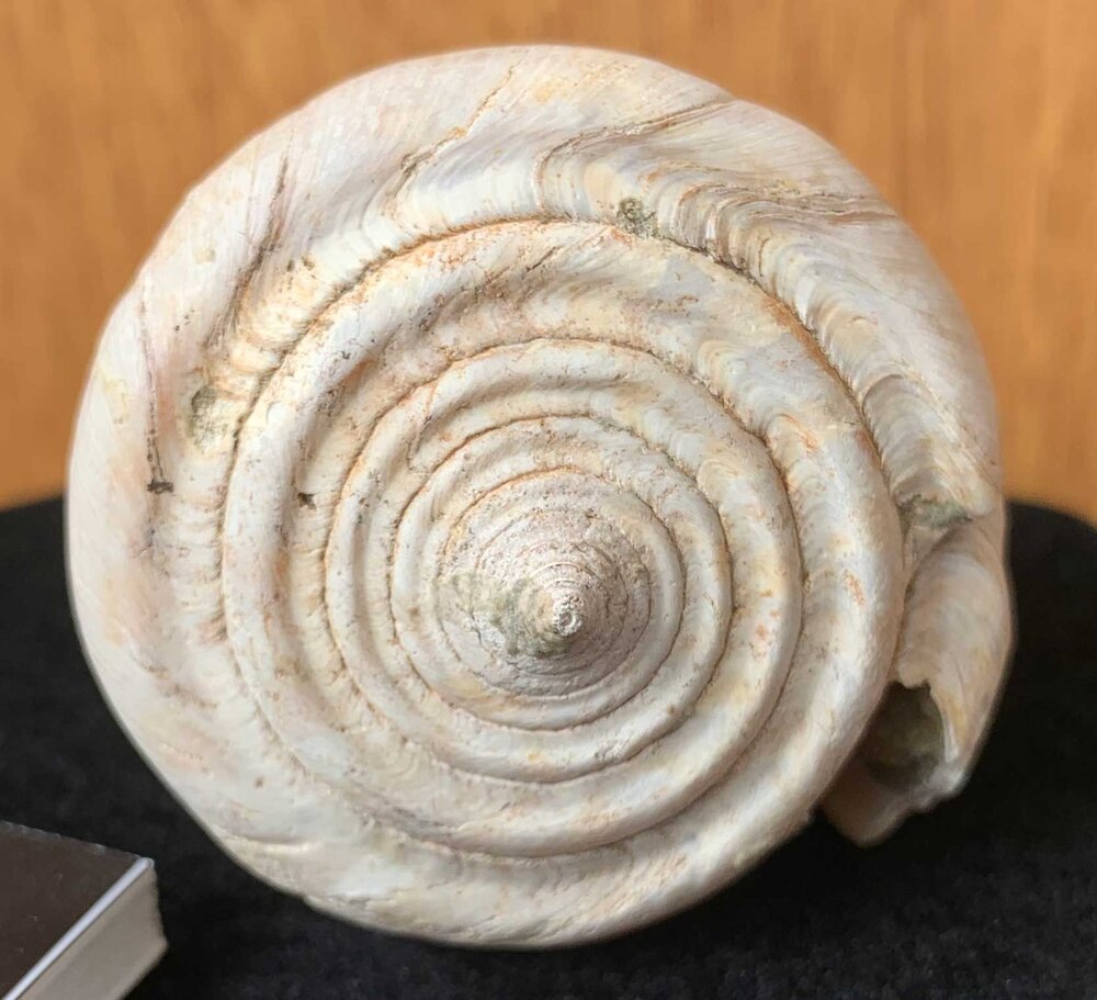 Cone snail