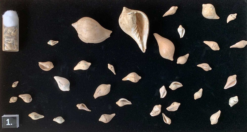 Fossil snail shells