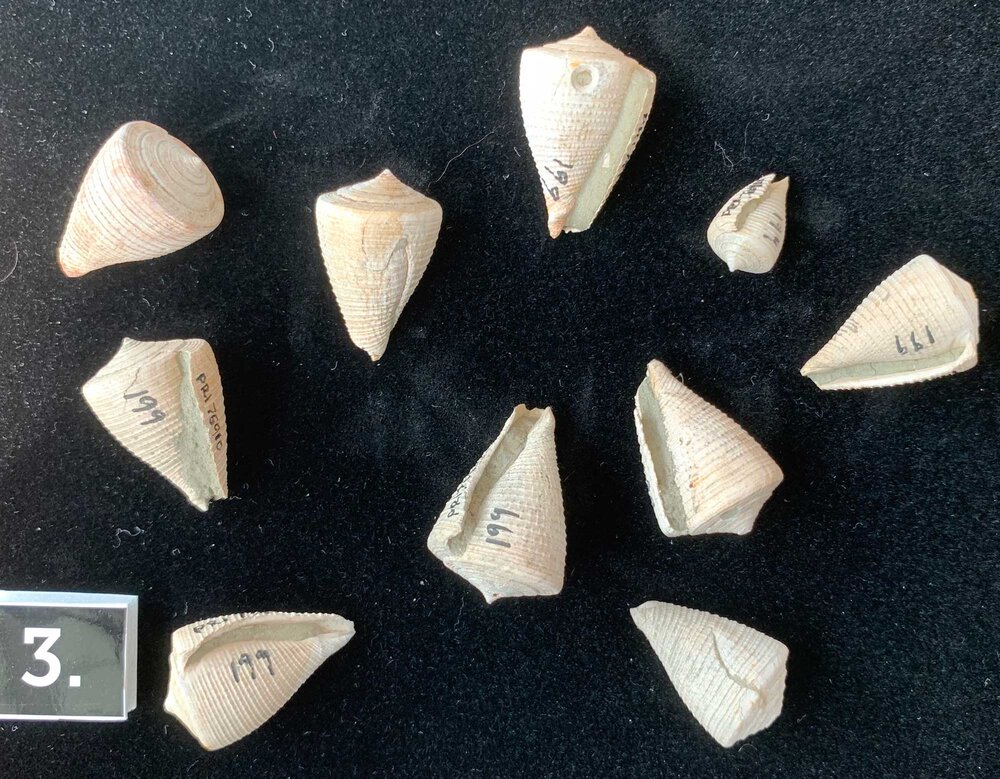 Fossil cone snails