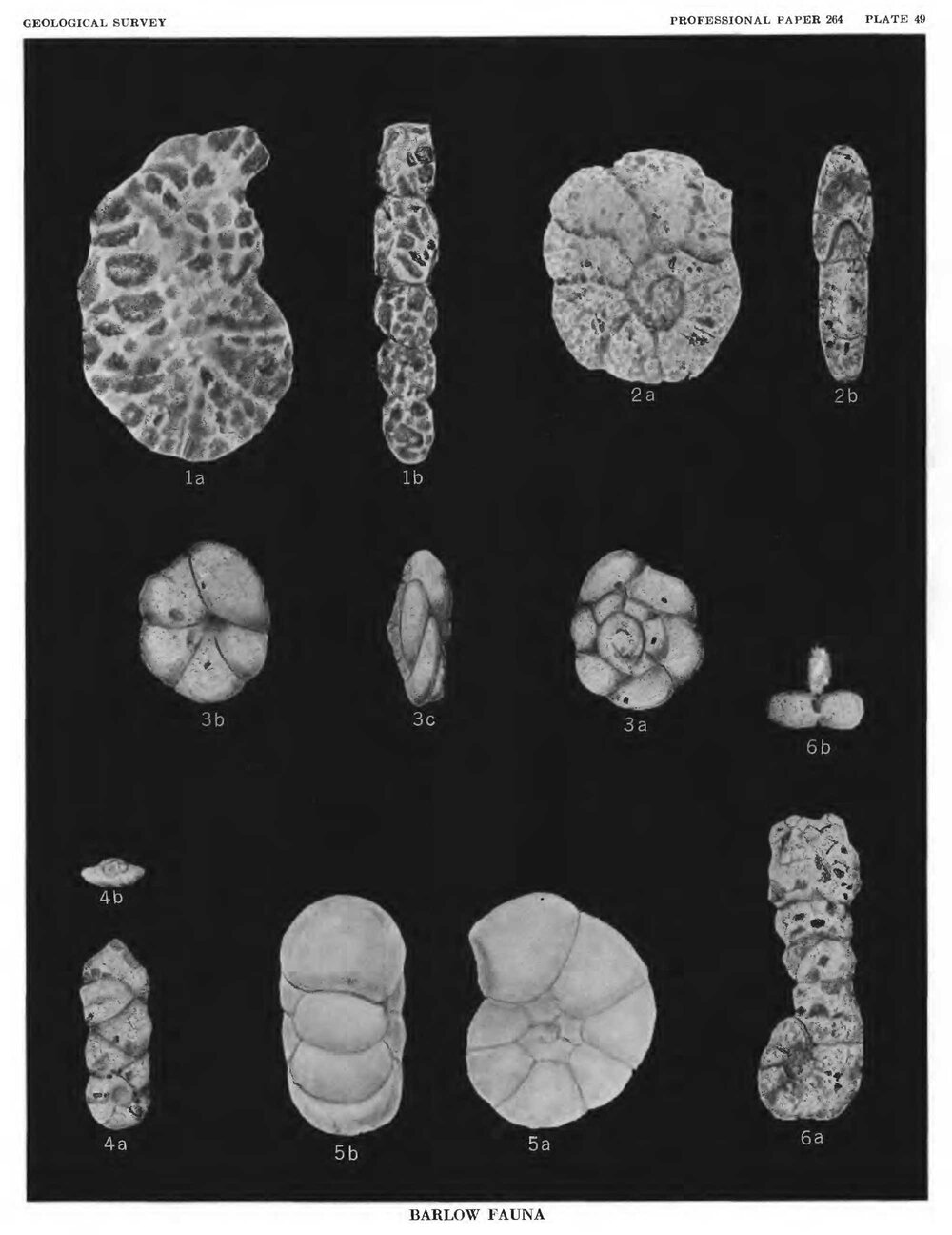 Cretaceous foraminifera