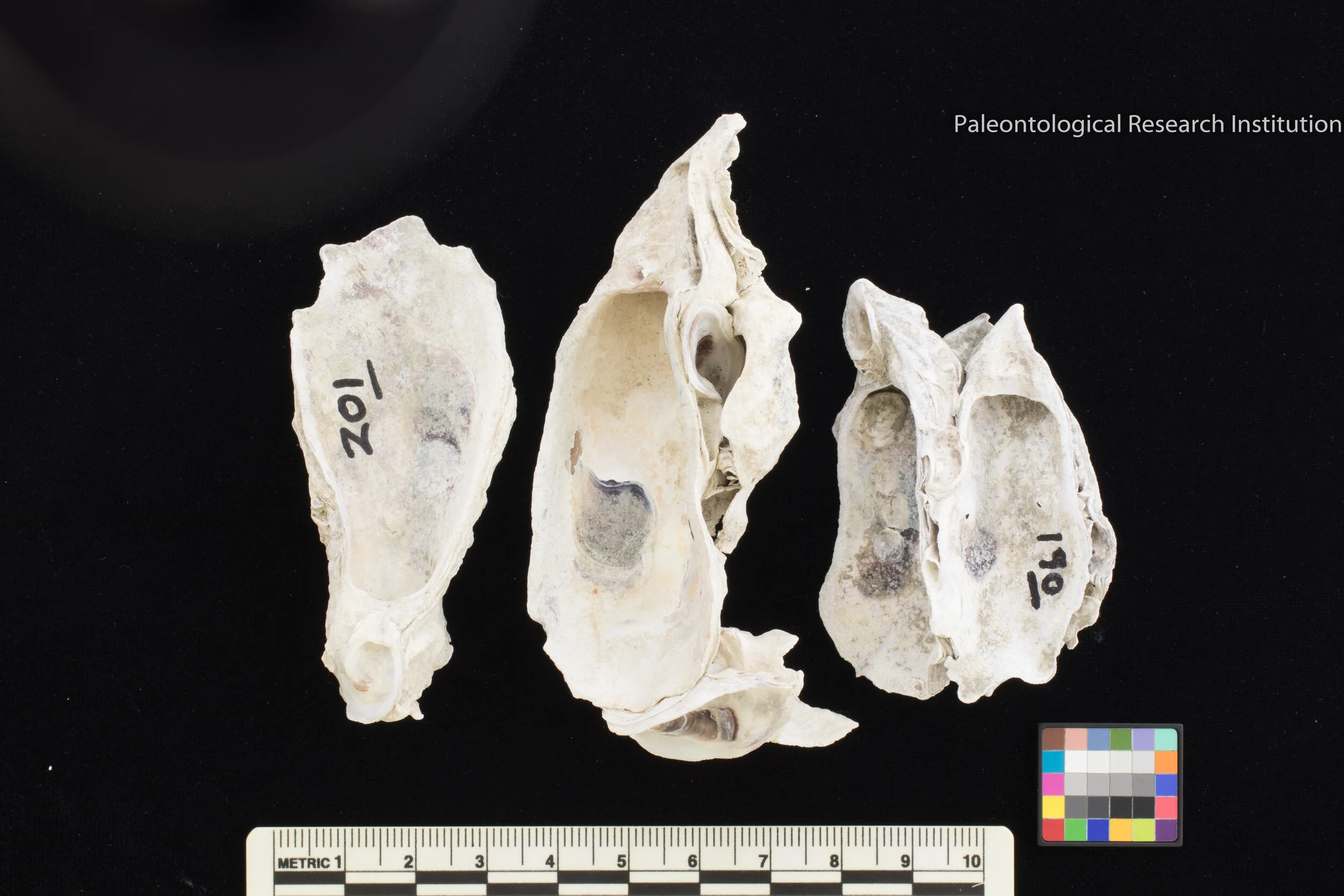 1. The Eastern Oyster