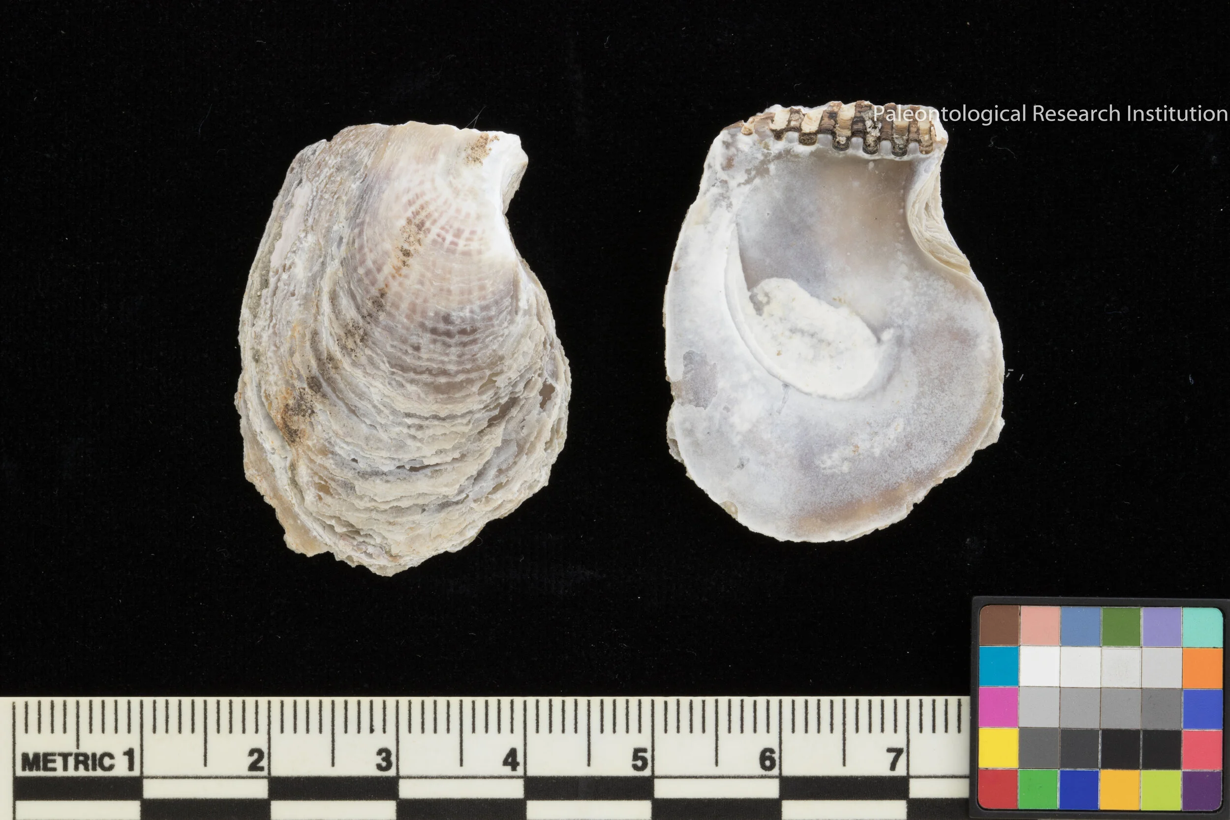 6. Tree Oyster