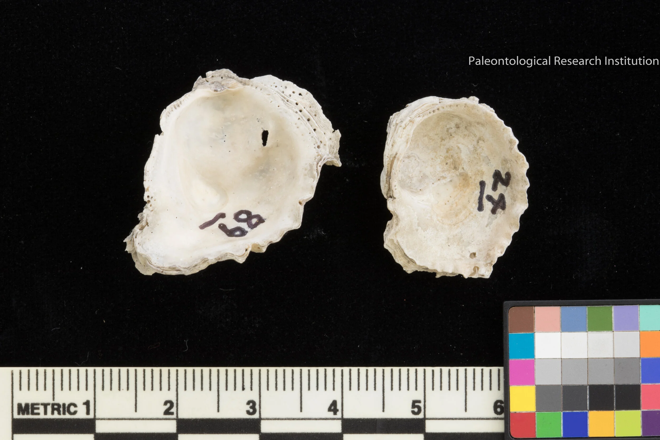 7. The Crested Oyster