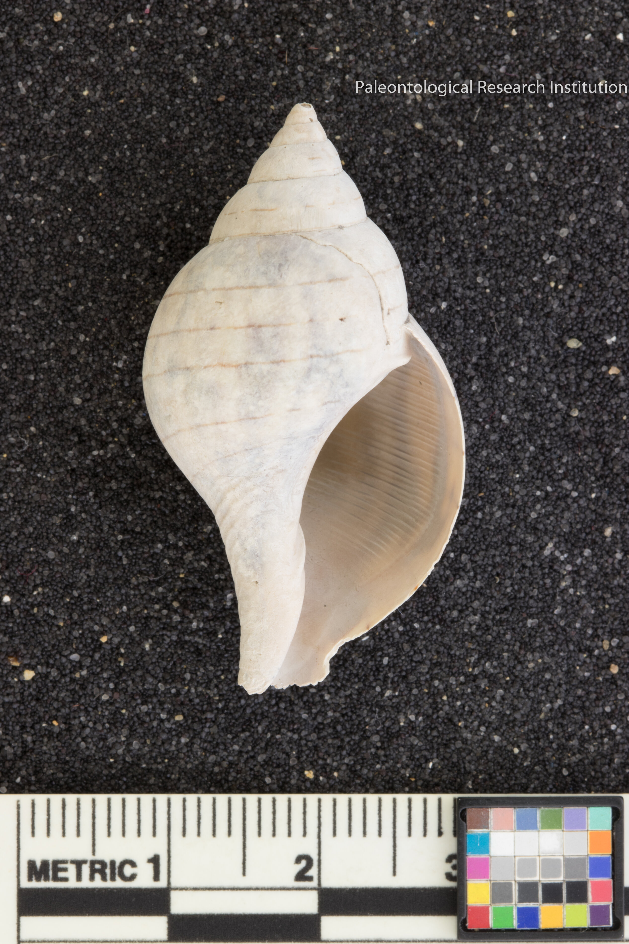 10. Banded Tulip Snail