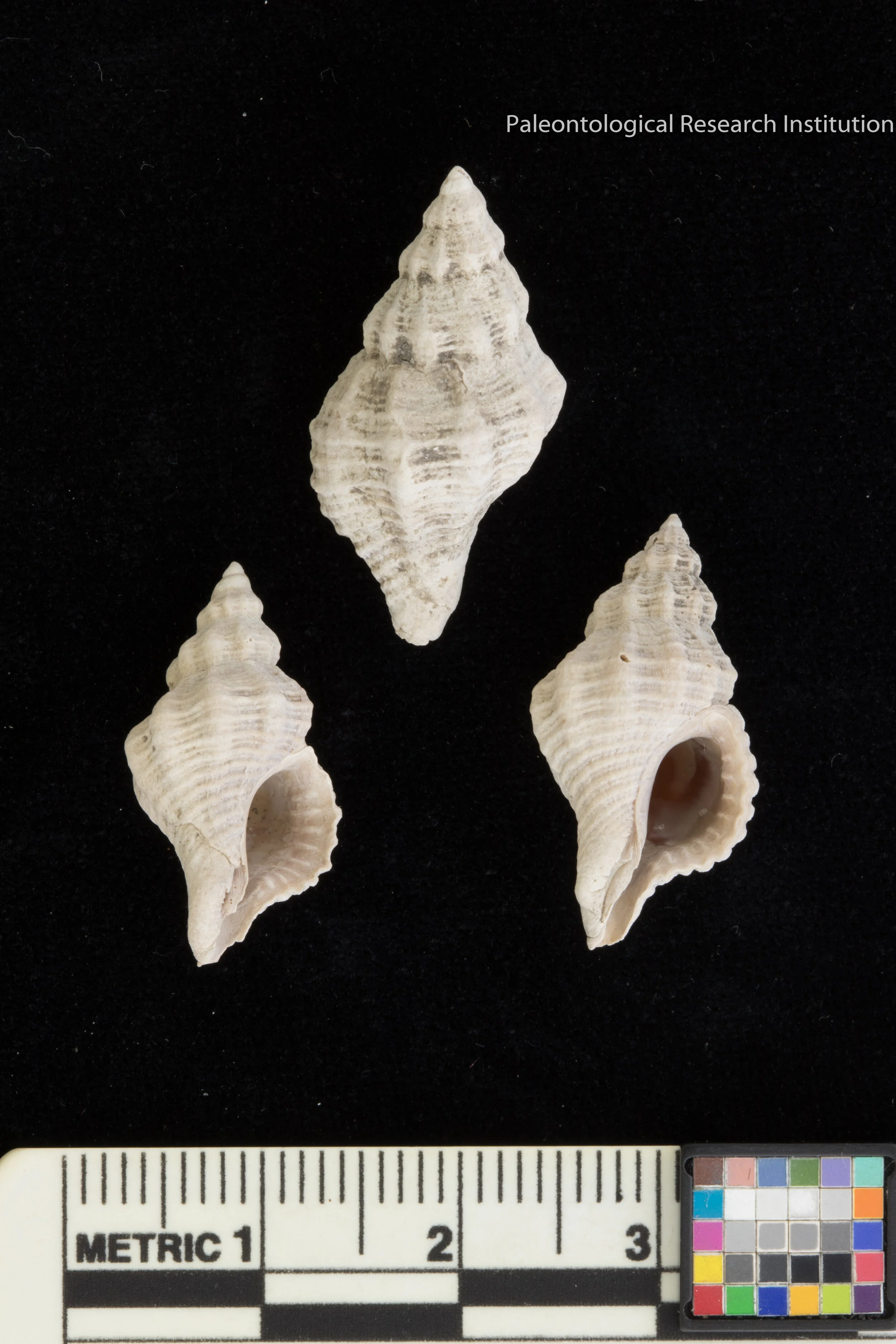 Oyster Reef Ecosystem Conservation Paleobiology Putting the Dead to