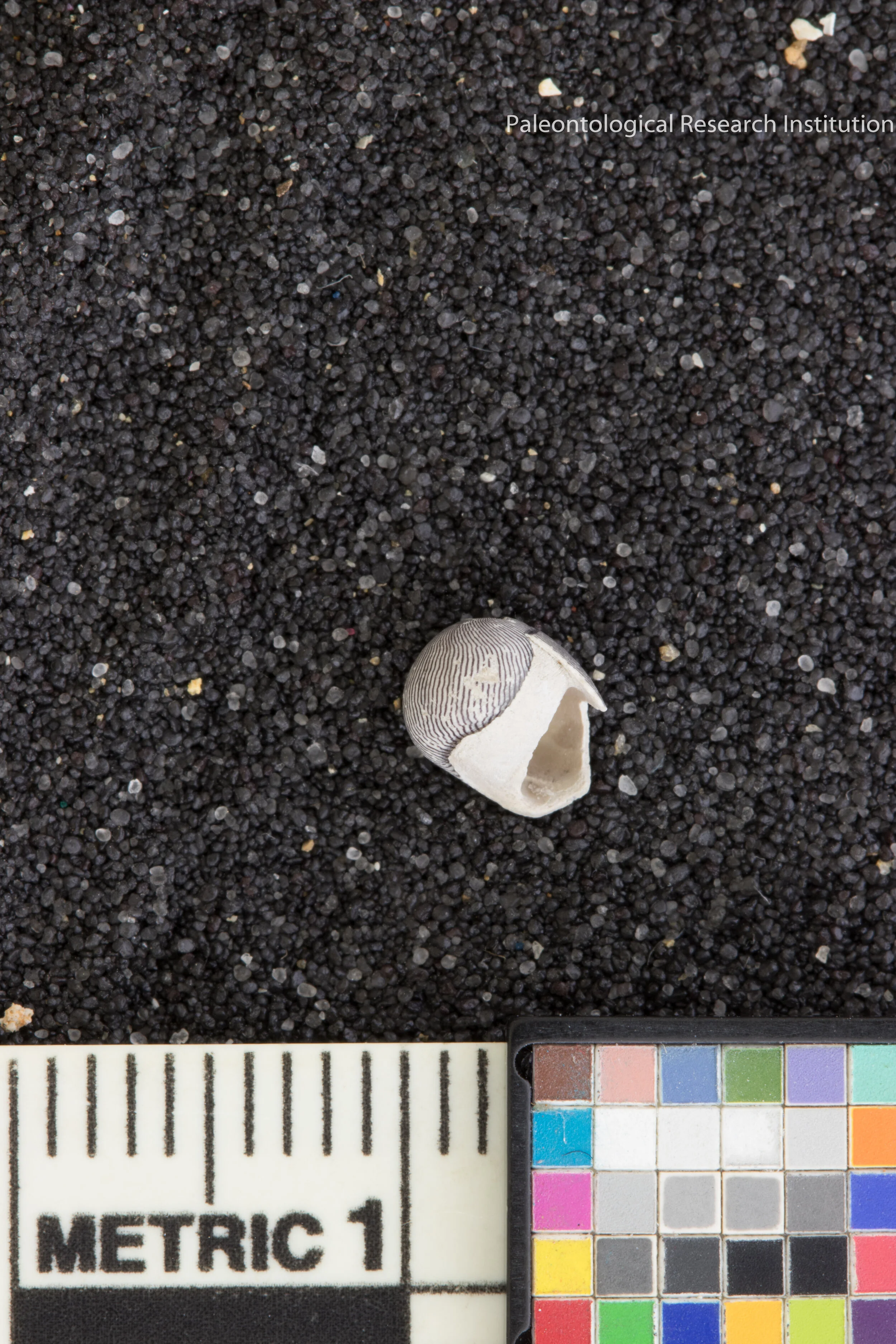 14. Virgin Nerite