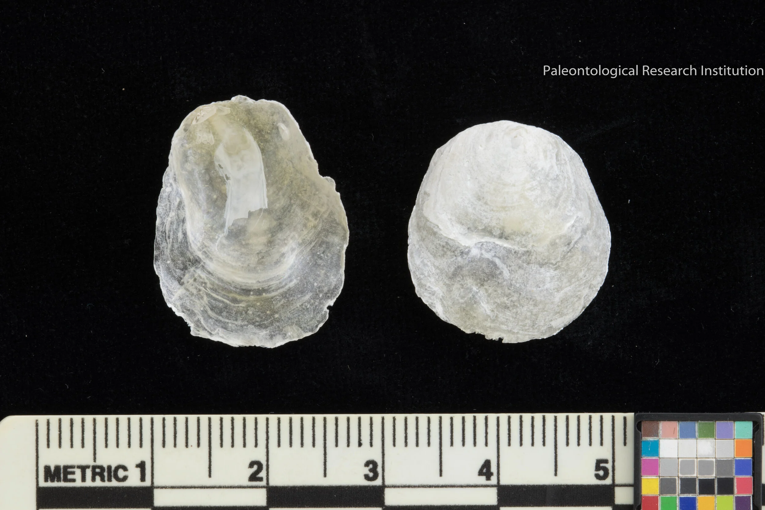 20. Jingle Shells (Pirate's Toenails)