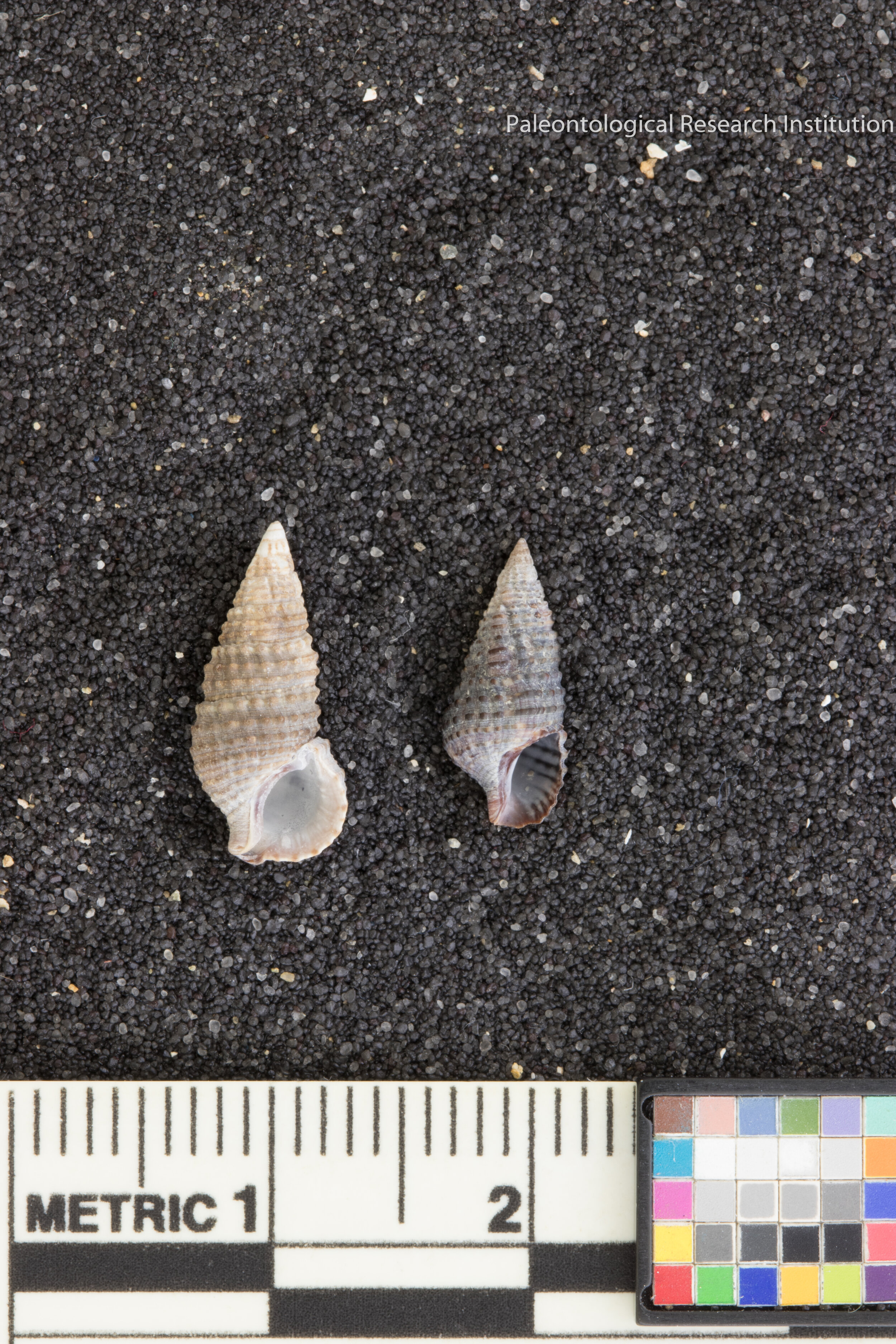 22. Dwarf Cerith