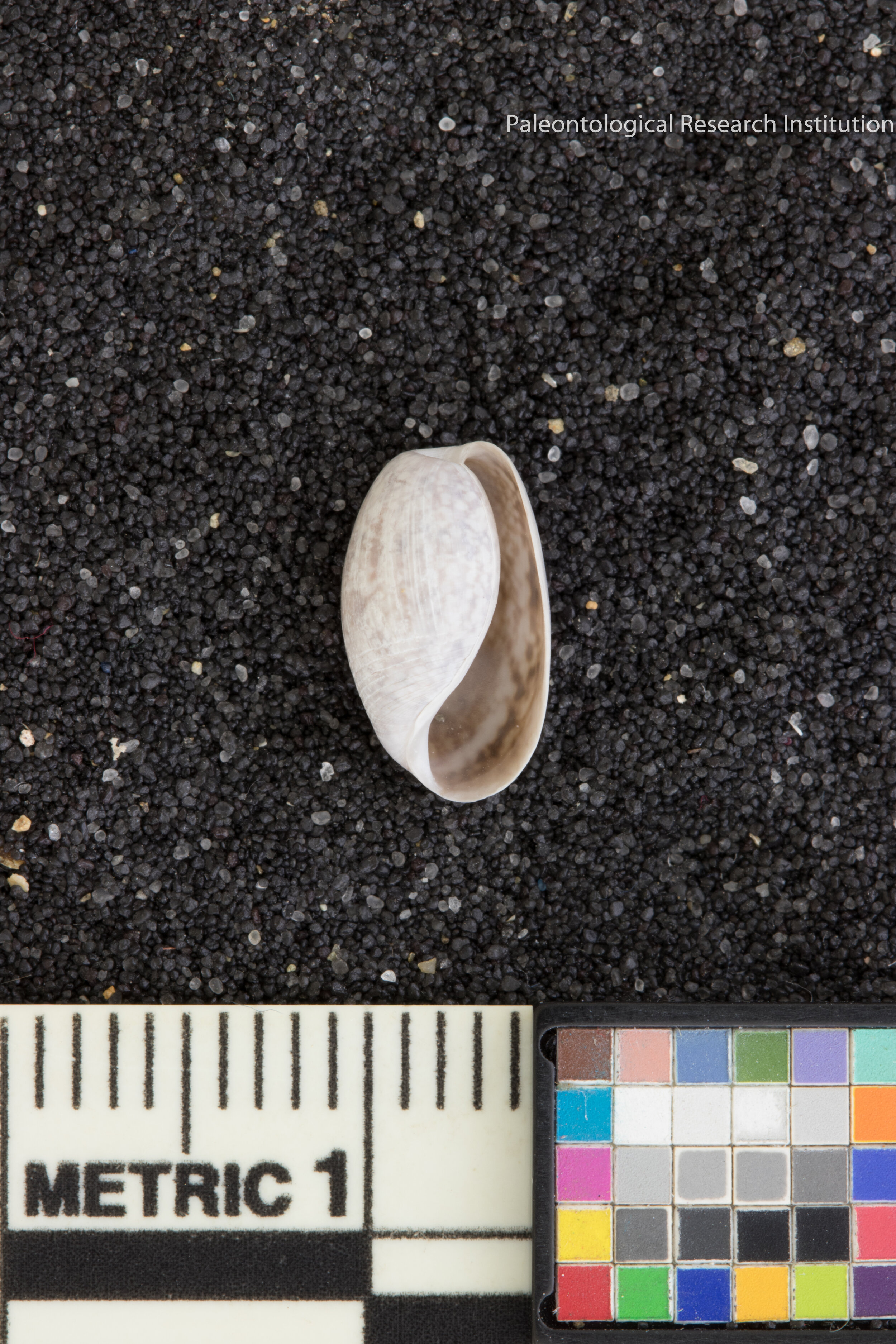 23. Common Atlantic Bubble Snail