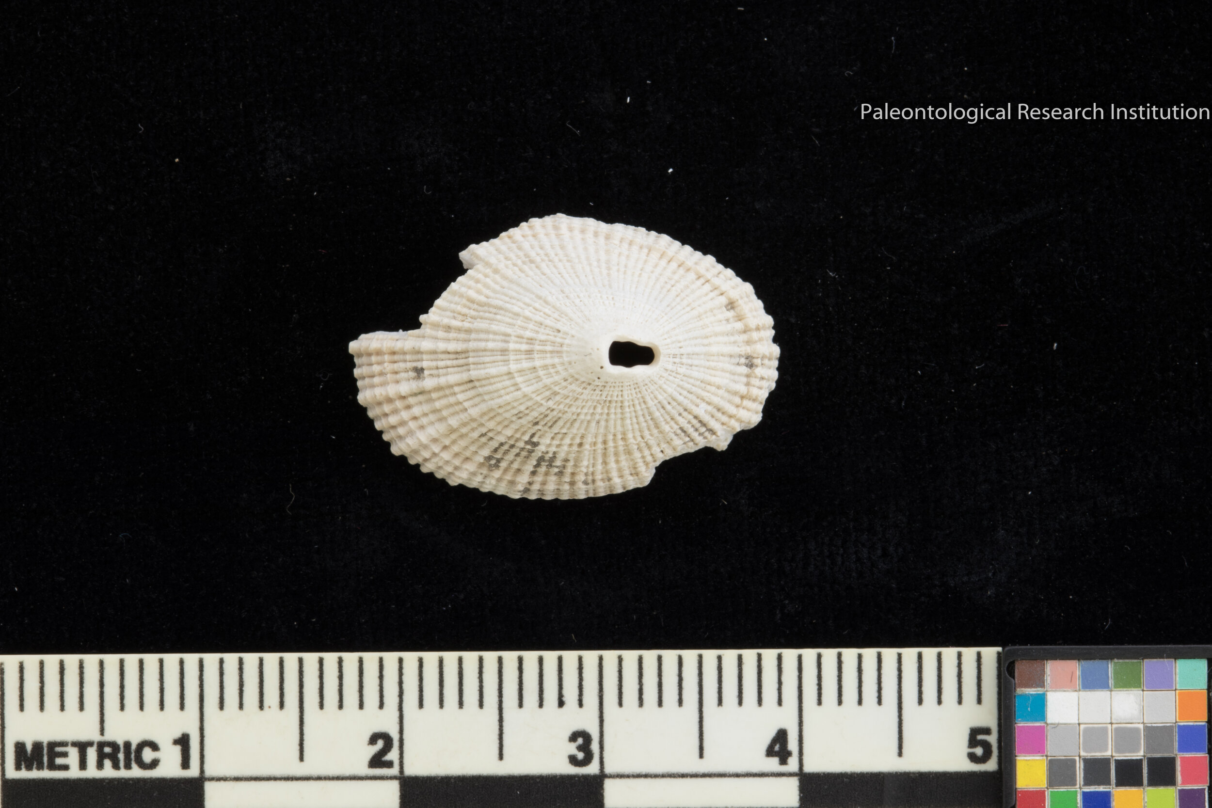 28. Cayenne Keyhole Limpet