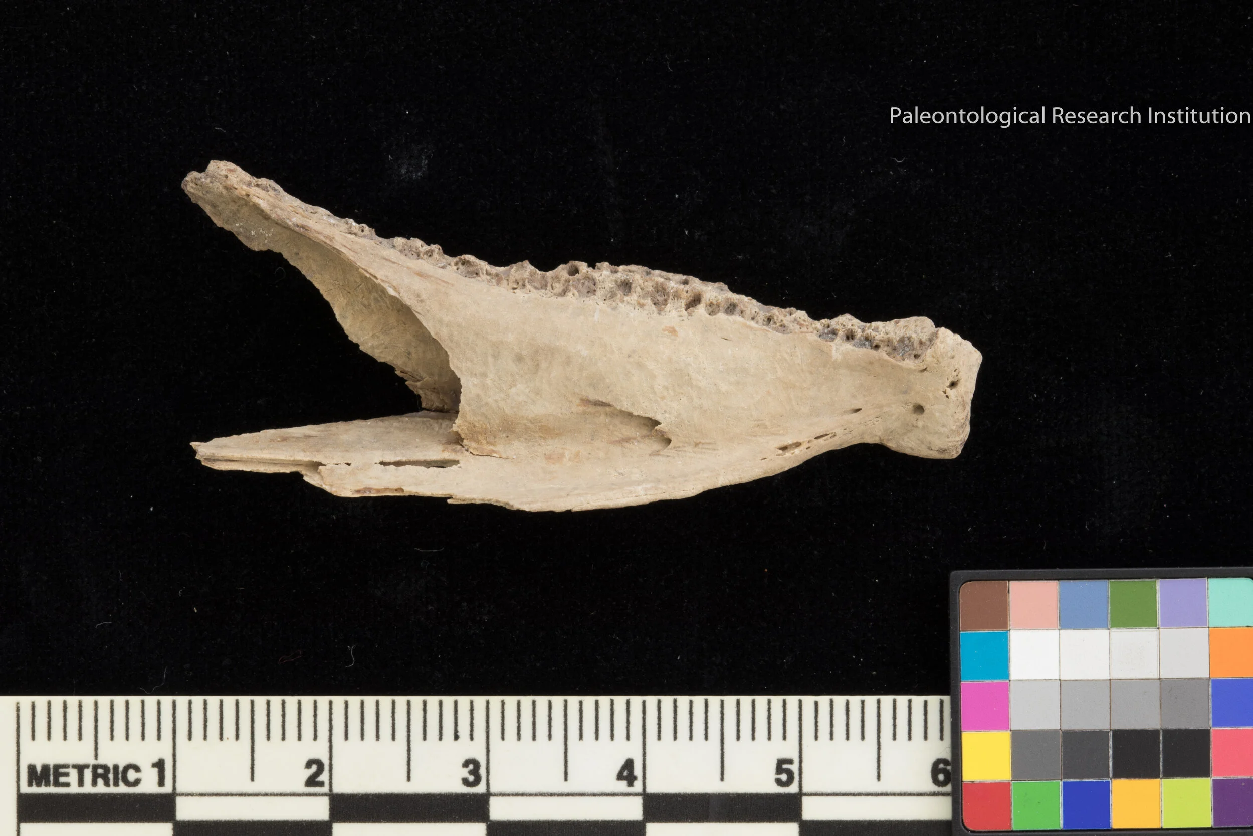 Oyster Reef Ecosystem Conservation Paleobiology Putting the Dead to