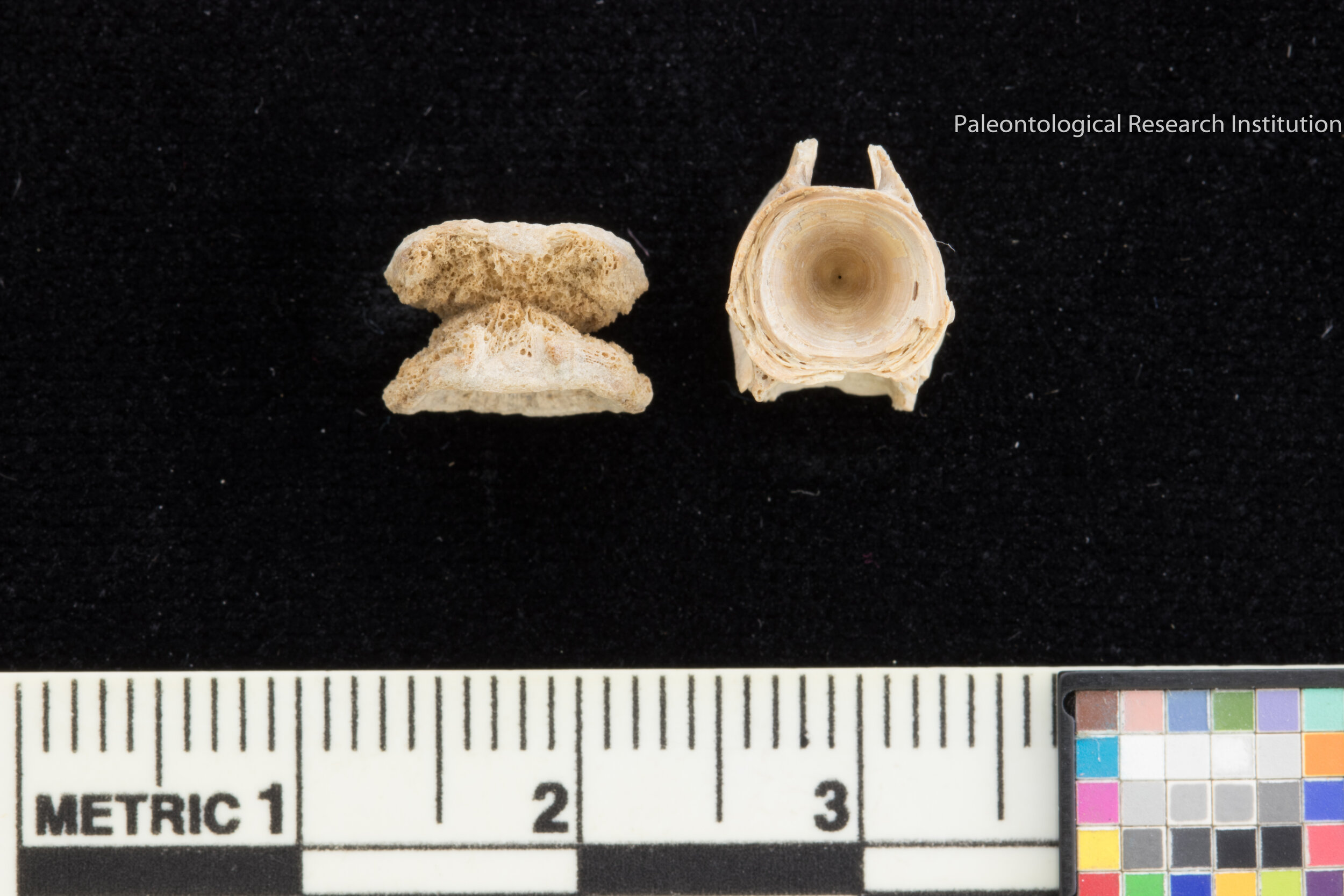 32. Fish Vertebrae