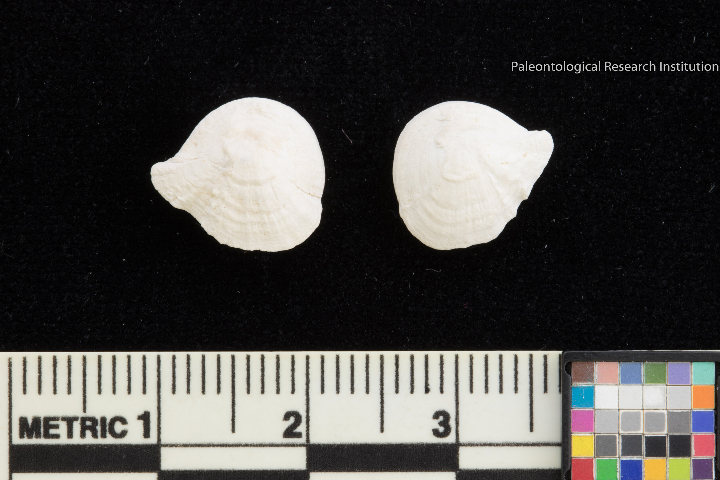 33. Hardhead Catfish Otoliths (ear bones)