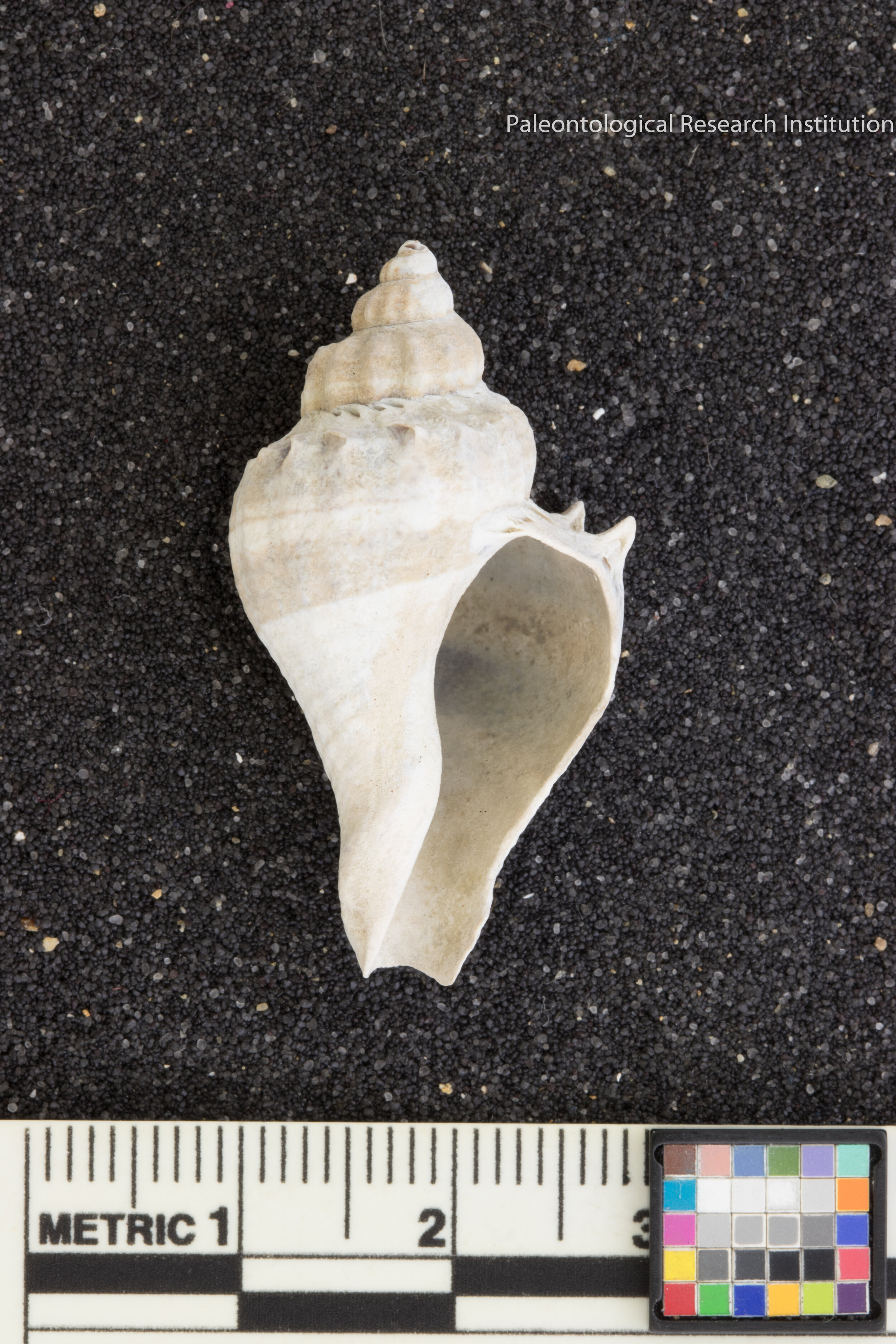 2. Crown Conch