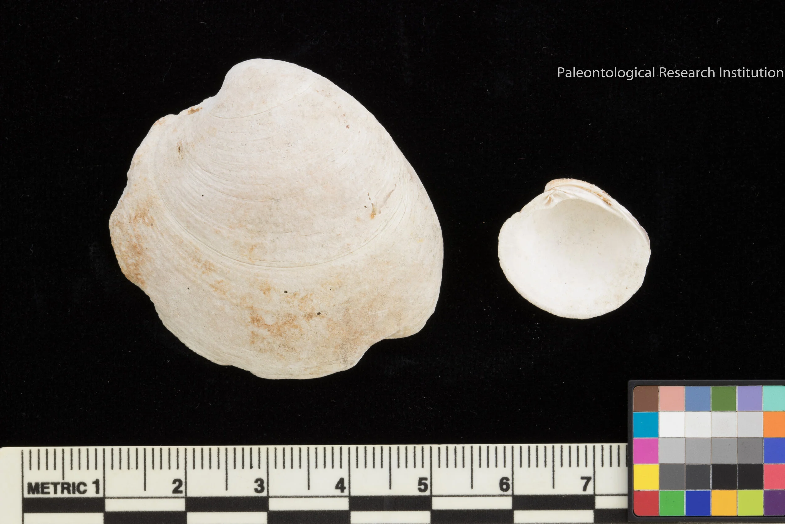 8. Hard Clam (Quahog)