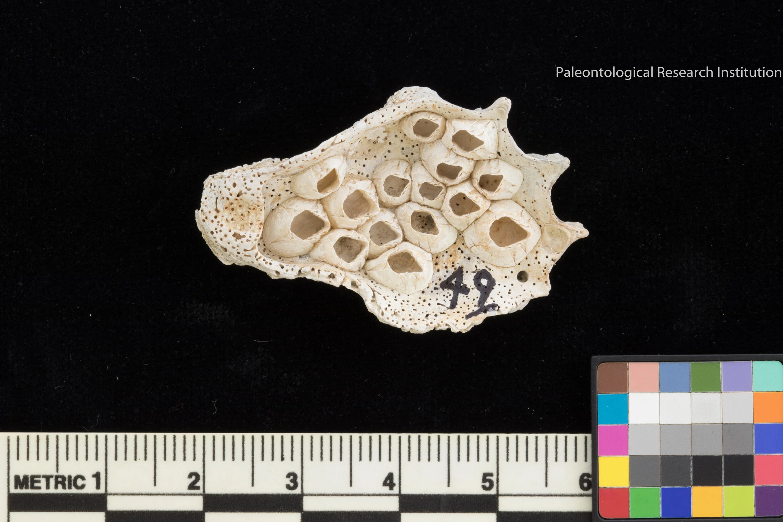 15. Acorn Barnacles