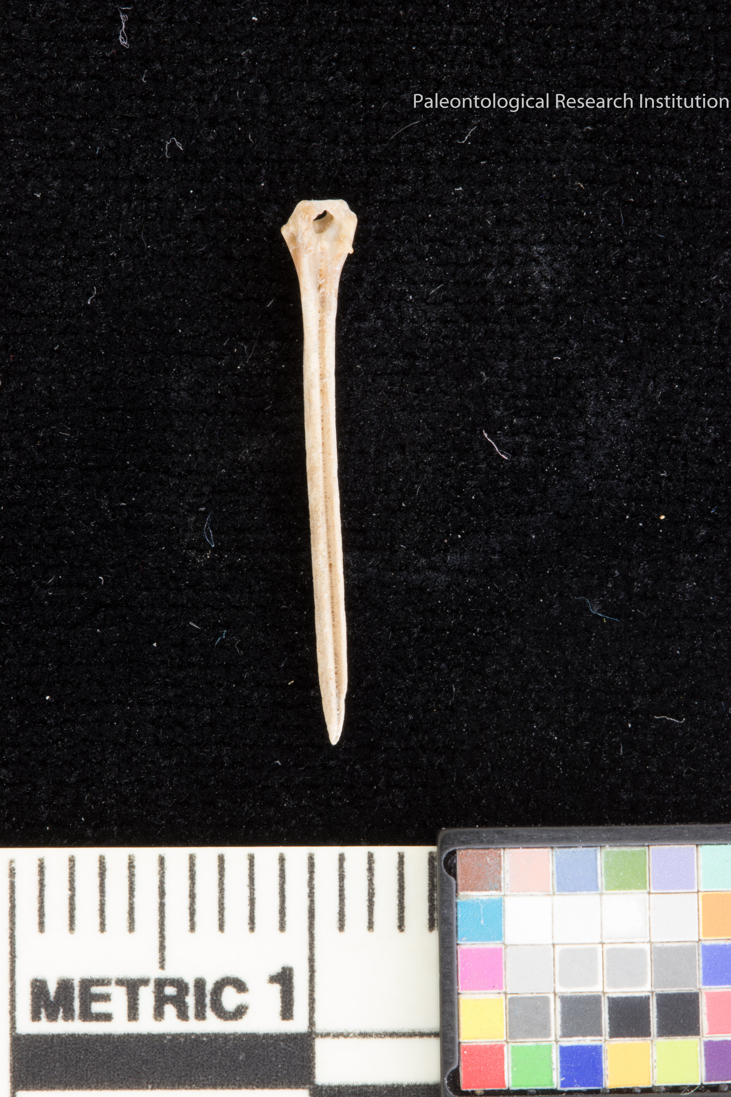 29. Thin Fish Bone