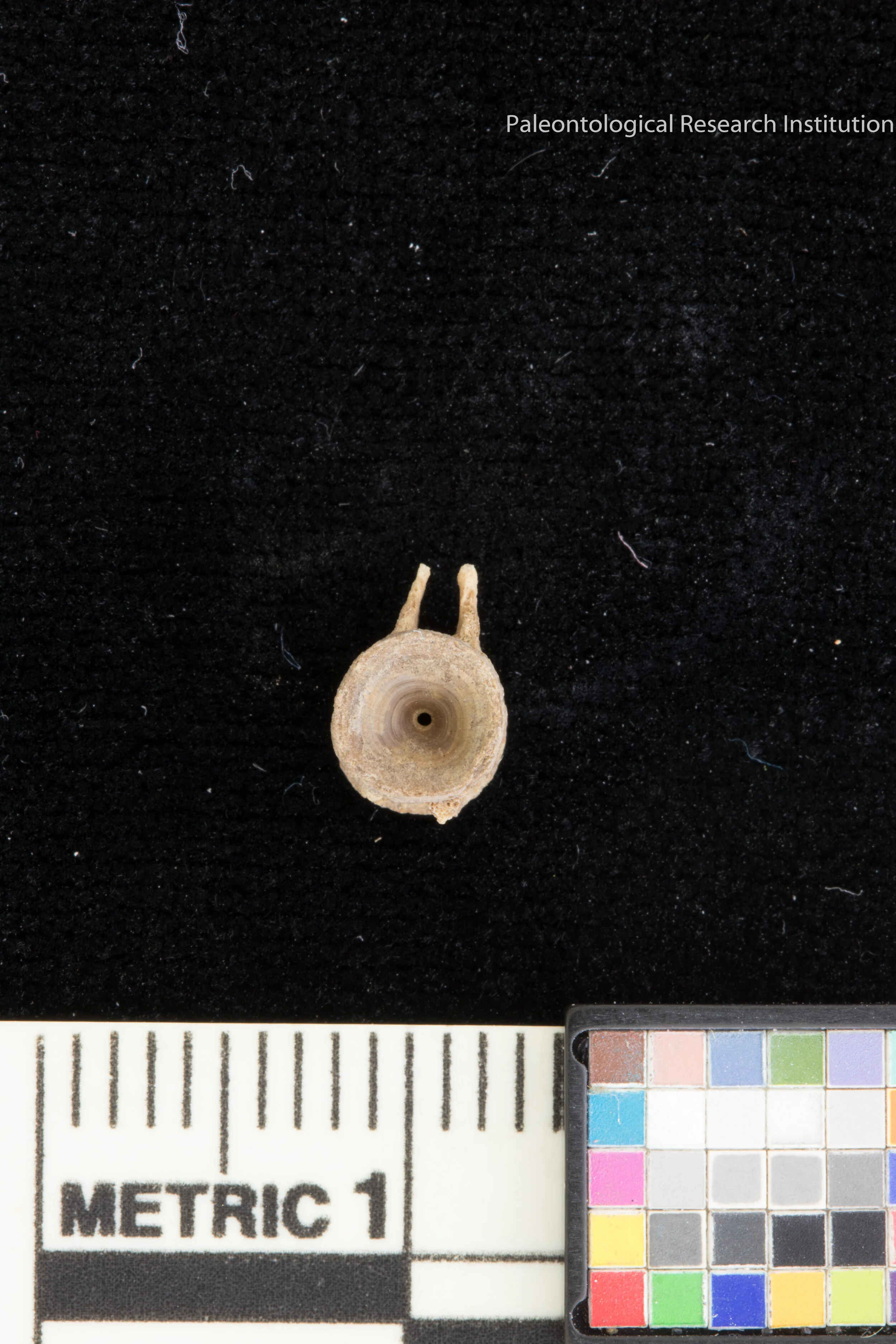 32. Fish Vertebrae