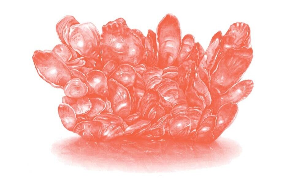 oyster_clump.jpg