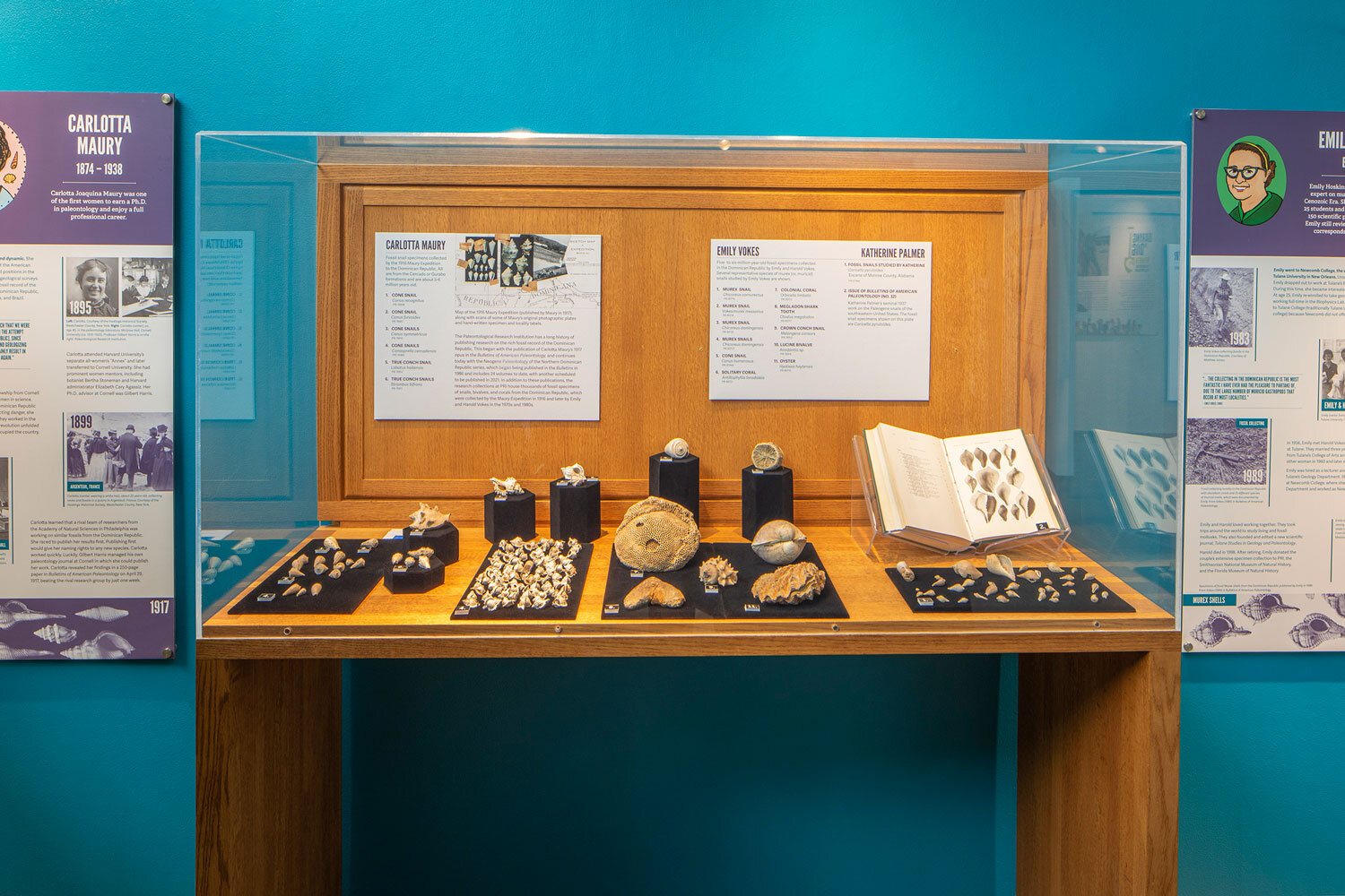 Exhibit case with fossils