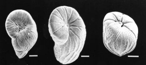 Floresina amphiphaga, a predatory foram from Florida described by Pam and Helen K. Talge (the two left images are of adults, the right image is of a juvenile) . Source: World Register of Marine Species (WoRMS).