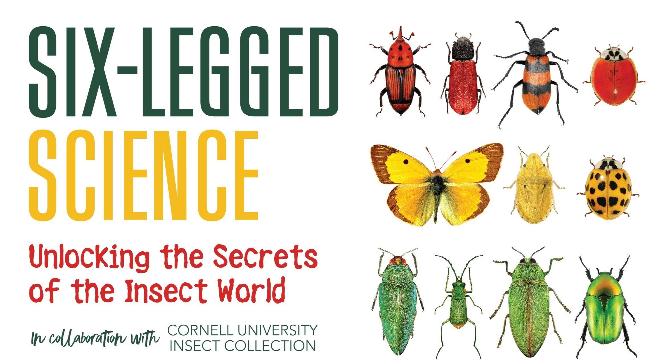 Six-Legged Science: Unlocking the Secrets of the Insect World