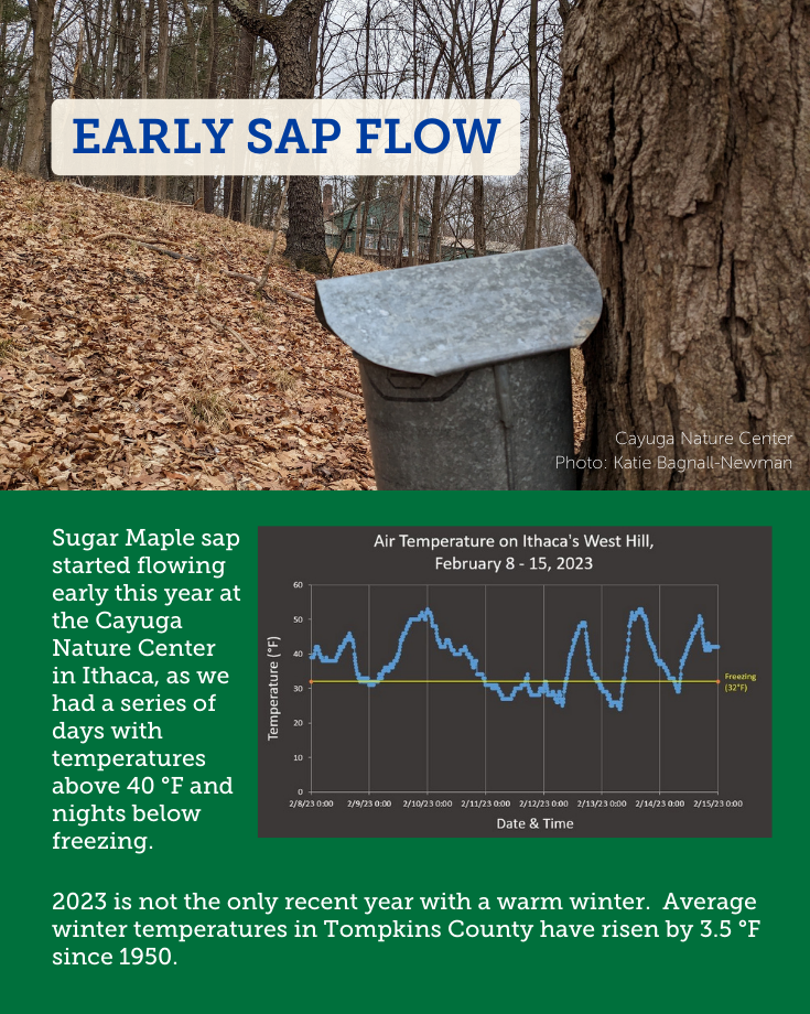 Early Maple Sap Flow