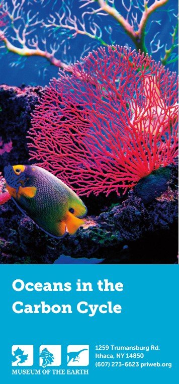 Oceans in the Carbon Cycle