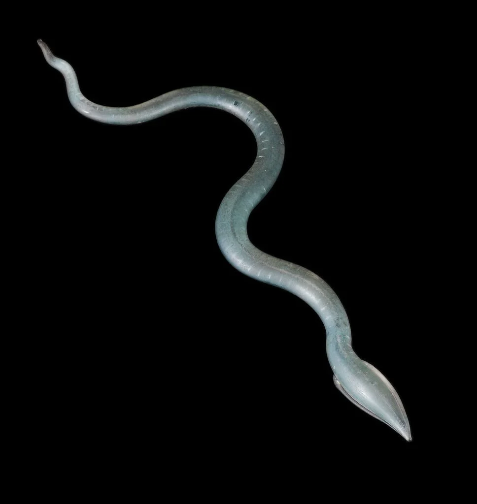 Ribbon Worms