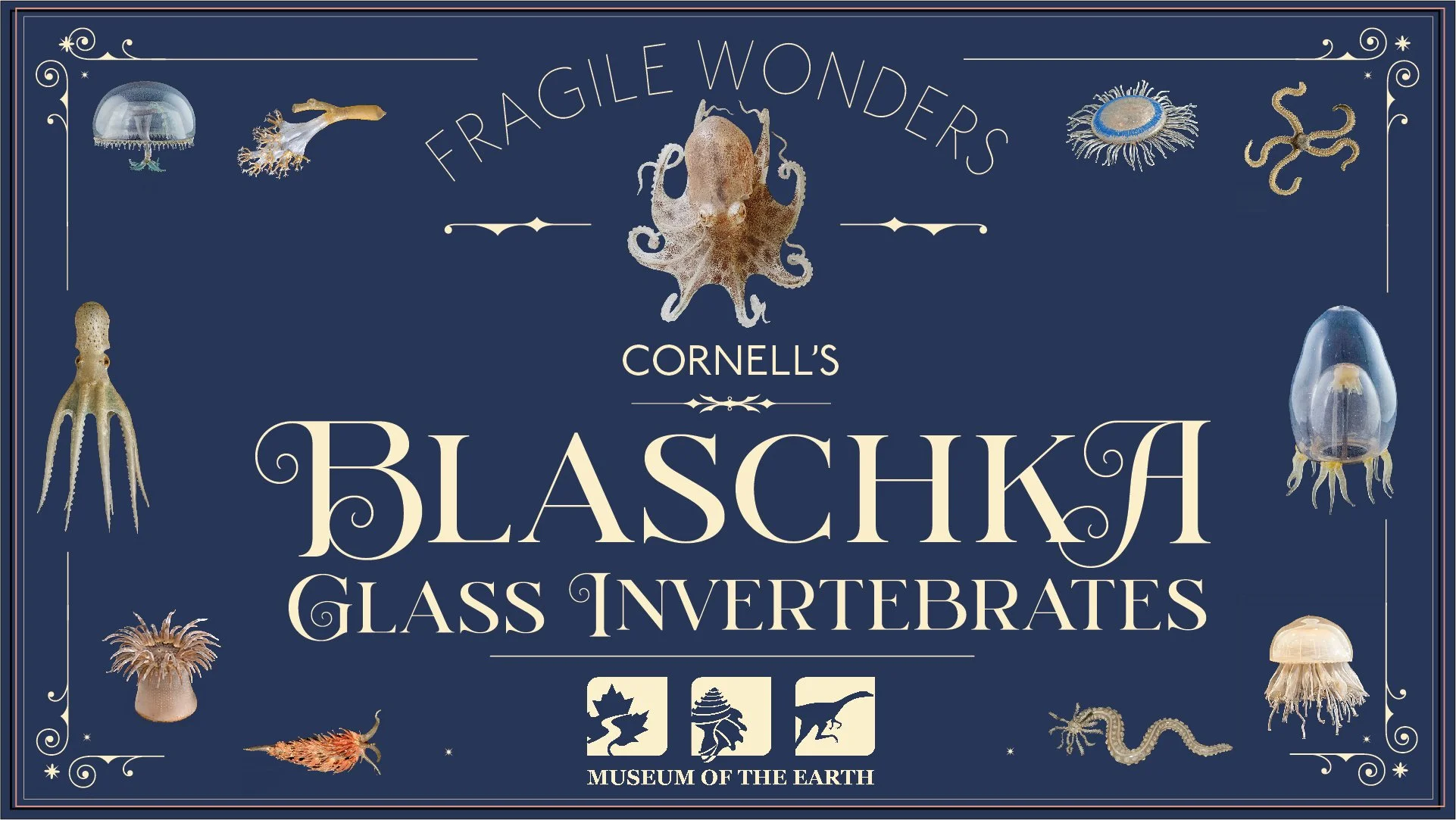 The Blaschka Glass Invertebrates
