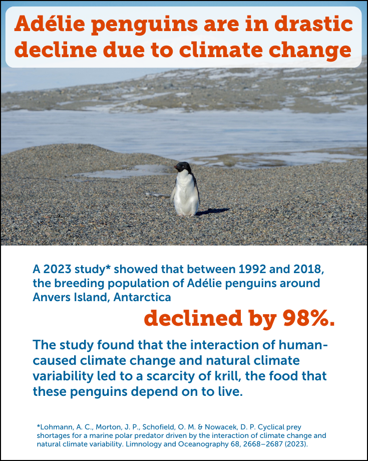 Adélie Penguin Decline