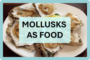MOLLUSKS AS FOOD