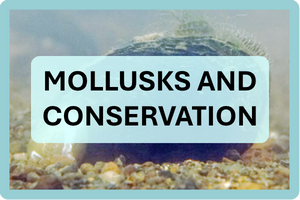 MOLLUSKS AND CONSERVATION