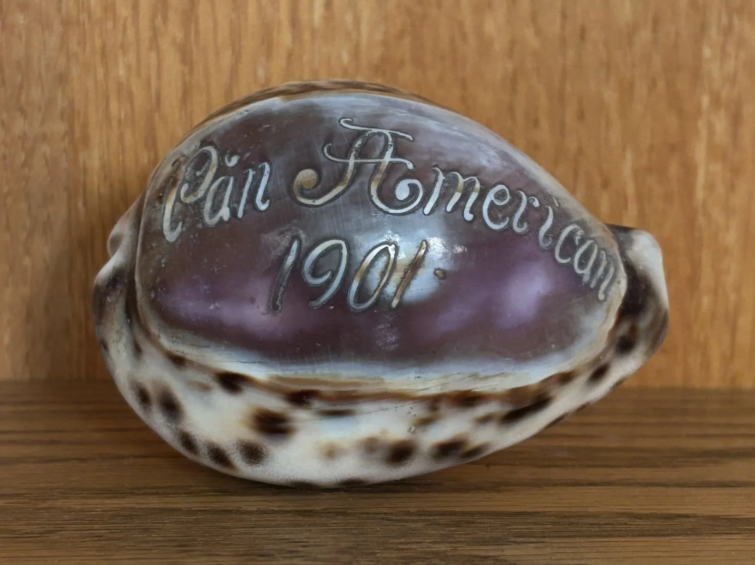 Cowrie shell (𝘊𝘺𝘱𝘳𝘢𝘦𝘢 𝘵𝘪𝘨𝘳𝘪𝘴) with cameo commemorating the 1901 Pan American Exposition. Source unknown. PRI Education Collection