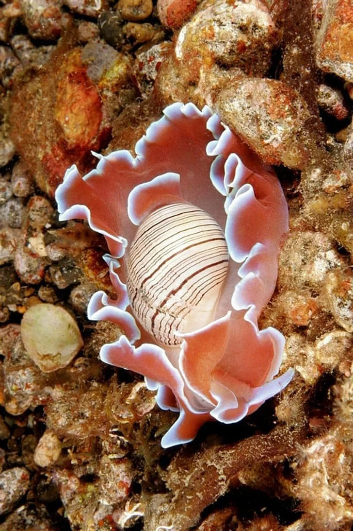 Sea slug (Nudibranch)
