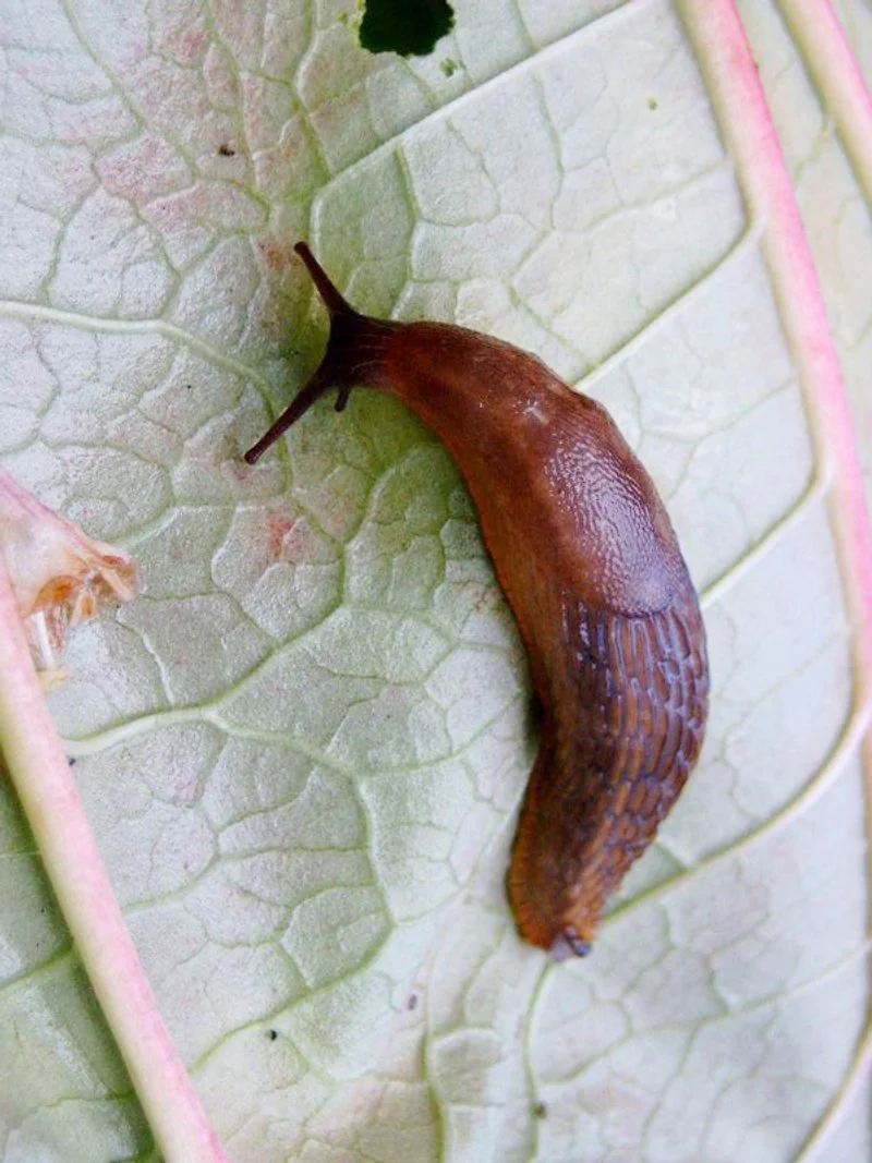 Land slug