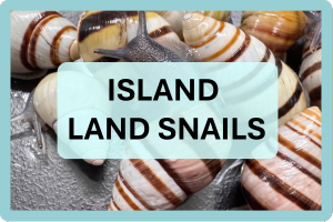 Gastropods NAV IMAGES (2).png