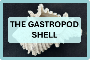 Gastropods NAV IMAGES (1).png