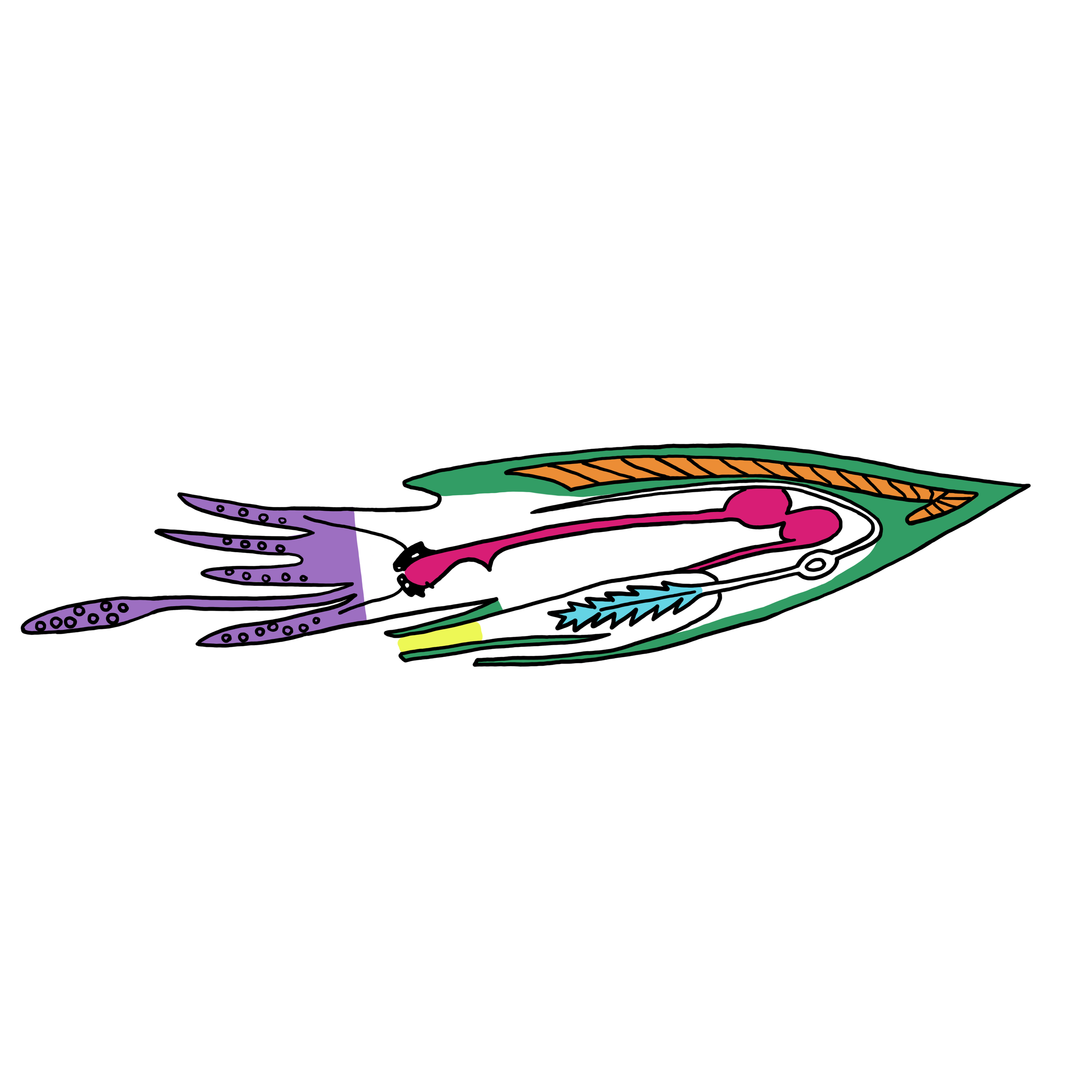 Diagram of a cephalopod with an internal shell