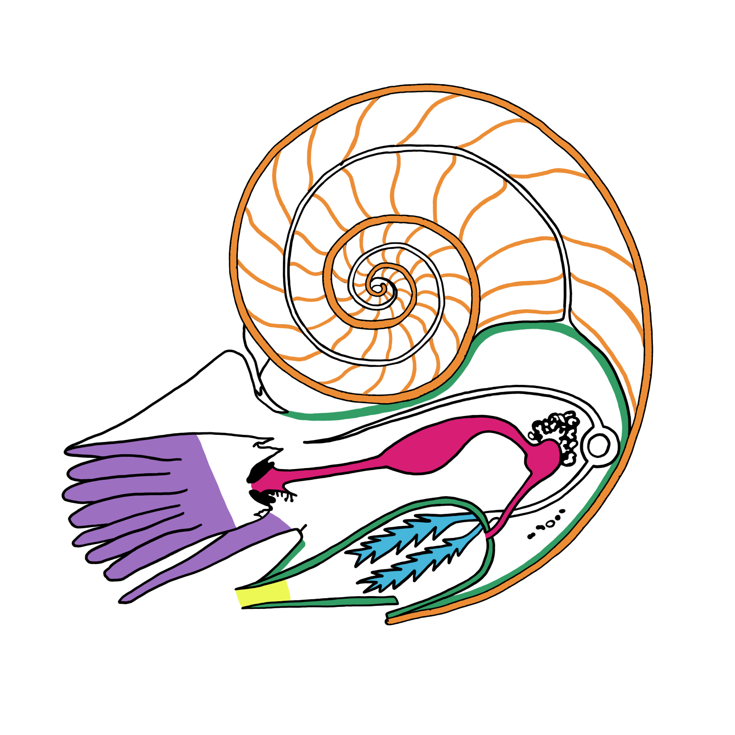 Diagram of a cephalopod with an external shell