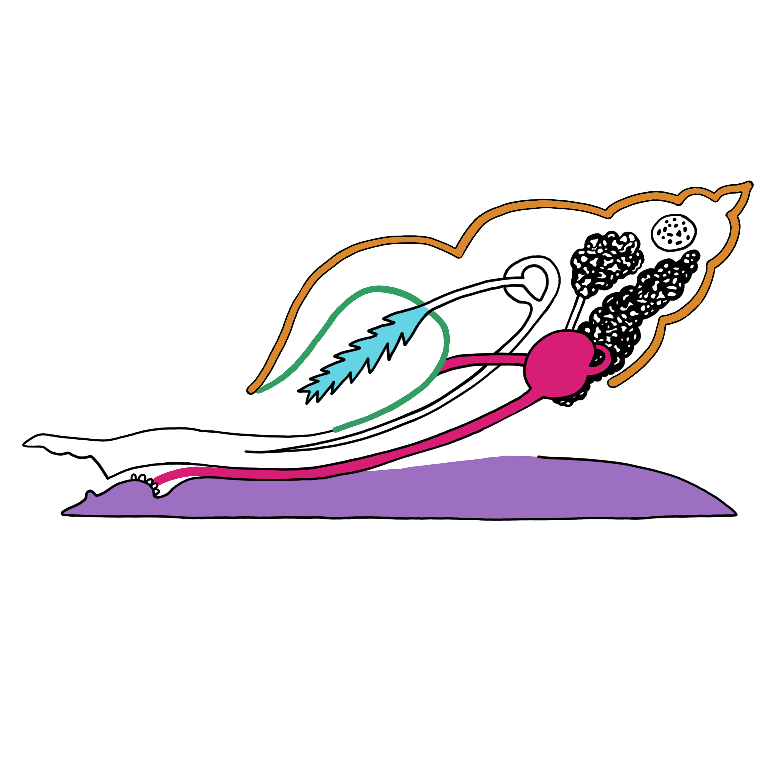 Diagram of a gastropod