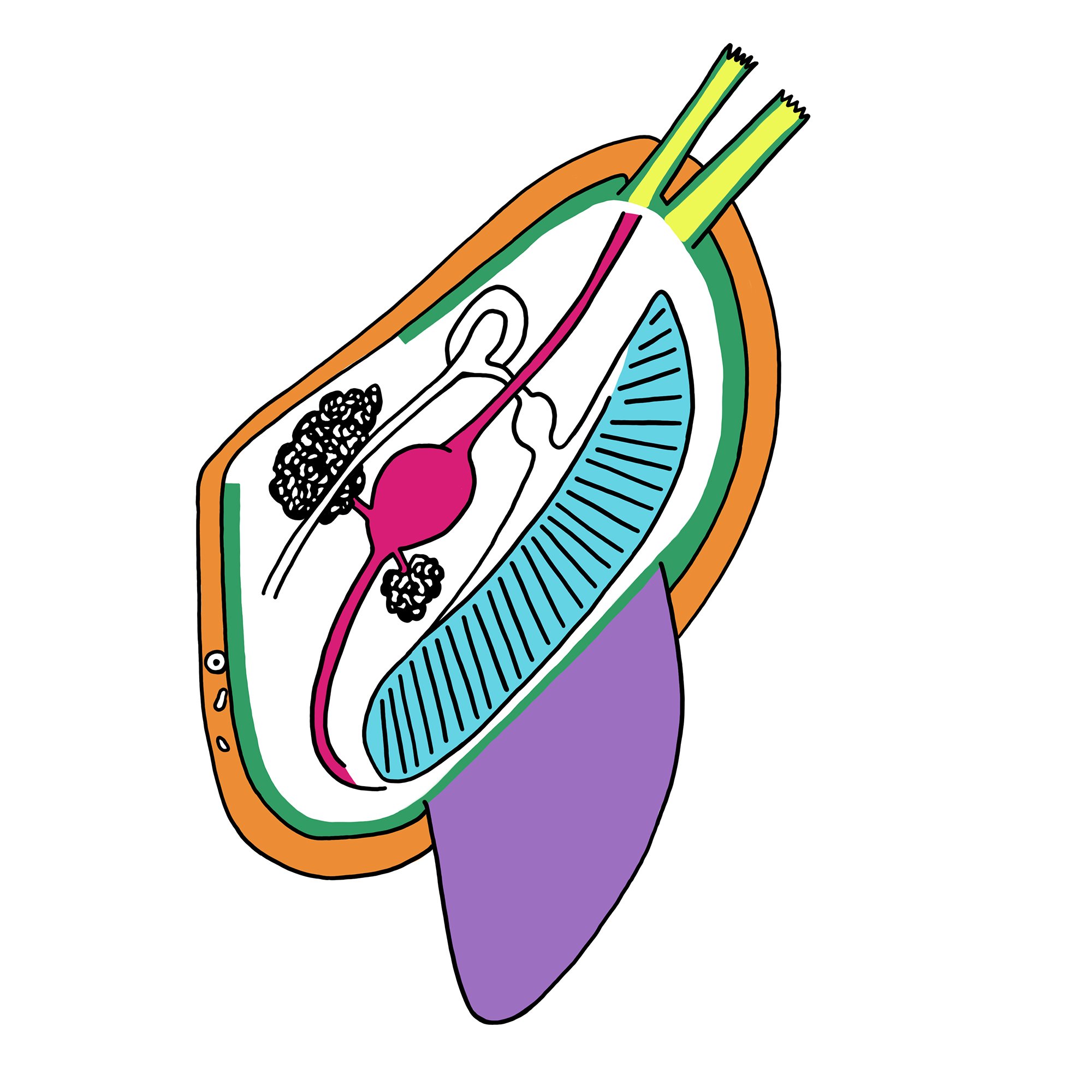 Diagram of a bivalve