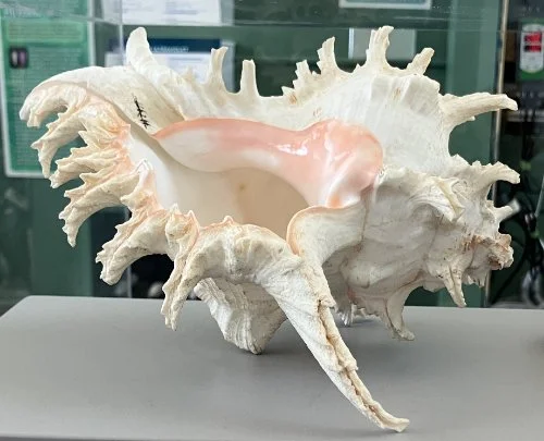    1. Chicoreus ramosus    Recent (modern)   Queensland. AustraLia   PRI ED1140 